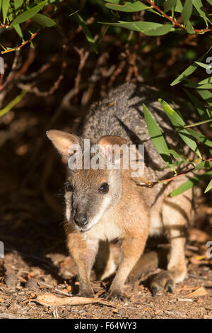 Tammar Wallaby (Macropus eugenii). Adult in underwood. South Australia, Kangaroo Island Stock Photo