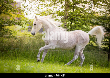 Arab Horse, Arabian Horse. Senior gray stallion galloping on a pasture. Switzerland Stock Photo