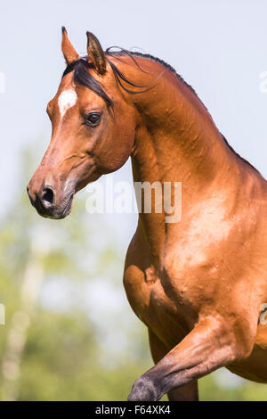 Arab Horse, Arabian Horse. Portrait of bay stallion. Switzerland Stock Photo
