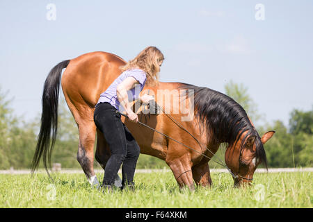 Arab Horse, Arabian Horse. Bay stallion kneeling on a pasture. Switzerland Stock Photo