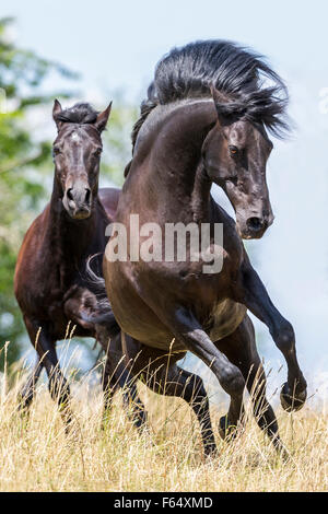 Barb Horse and American Quarter Horse. Two horses galloping on a pasture. Germany Stock Photo