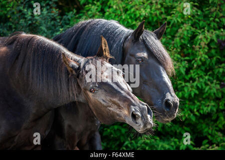 Barb Horse and American Quarter Horse. Two horses on a pasture. Germany Stock Photo