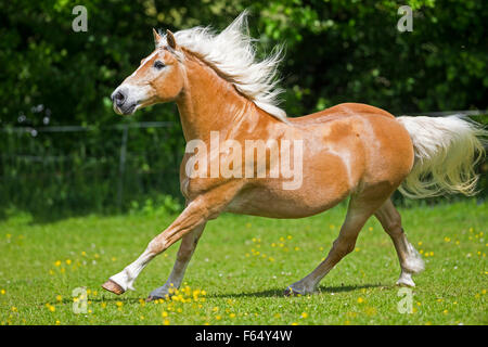 Haflinger Horse. Chestnut gelding galloping on a pasture. Germany Stock Photo
