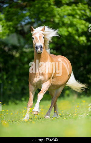 Haflinger Horse. Chestnut gelding galloping on a pasture. Germany Stock Photo