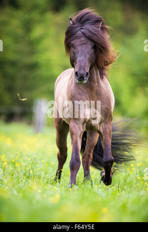 Icelandic Horse. Stallion galloping on a pasture. Austria Stock Photo