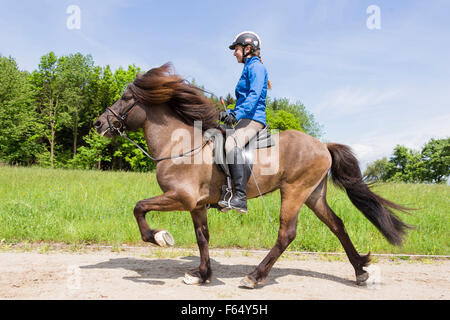 Icelandic Horse. Girl performing the toelt on a stallion on a riding place. Austria Stock Photo