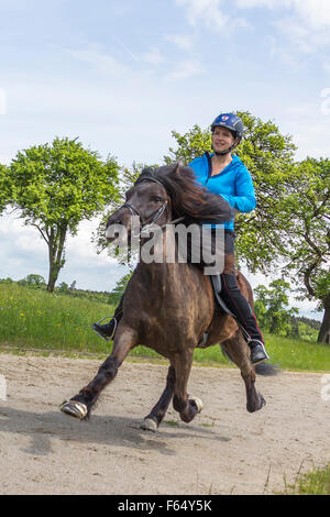 Icelandic Horse. Girl performing the flying pace on a stallion on a riding place. Austria Stock Photo