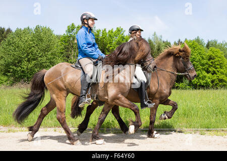 Icelandic Horse. Two women performing the toelt on stallionse. Austria Stock Photo