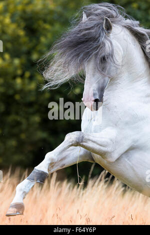 Lusitano. Gray stallion showing off on a pasture. Germany Stock Photo