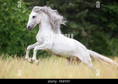 Lusitano. Gray stallion showing off on a pasture. Germany Stock Photo