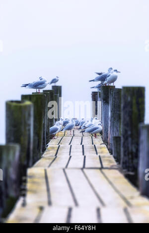 seagulls on a wooden jetty Stock Photo