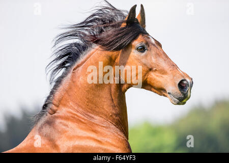 Paso Iberoamericano Stock Photo: 11220435 - Alamy