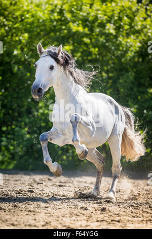 Pure Spanish Horse, Andalusian. Gray stallion galloping in a paddock. Switzerland Stock Photo
