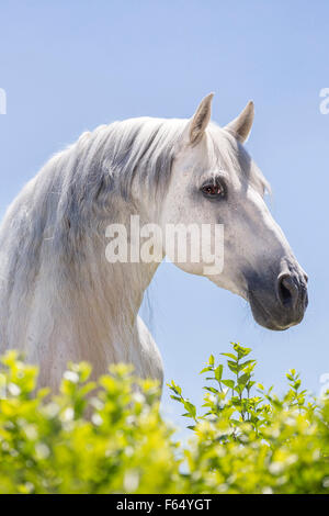 Pure Spanish Horse, Andalusian. Gray stallion looking over a hedge. Germany Stock Photo