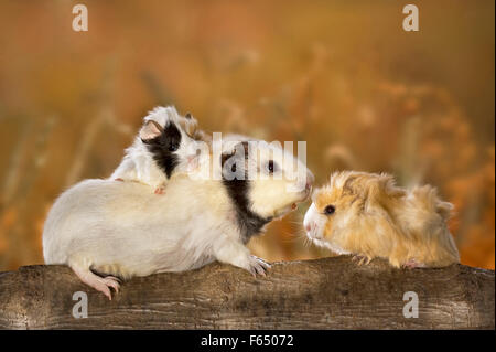 Domestic Guinea Pig. Mother with young (3 weeks old). Germany Stock Photo