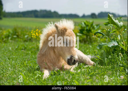 Miniature Shetland Pony. Palomino foal (8 weeks old) sleeping on a meadow. Germany Stock Photo