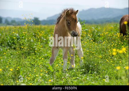 Miniature Shetland Pony. Foal (5 weeks old) standing on a meadow. Germany Stock Photo