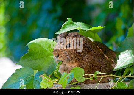 Smooth-haired Agouti Guinea Pig with grapevine leaves. Germany Stock Photo