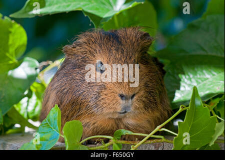 Smooth-haired Agouti Guinea Pig with grapevine leaves. Germany Stock Photo