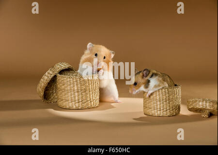 Syrian Hamster. Pair foraging in small wicker baskets. Germany Stock Photo