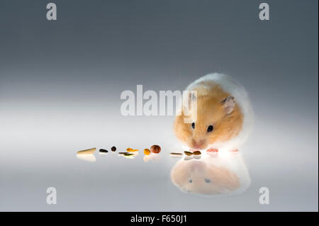 Syrian Hamster filling its cheeks pouches with grains. Germany Stock Photo
