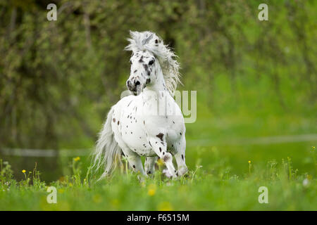 Shetland Pony. Miniature Appaloosa galloping on a meadow, Germany Stock Photo