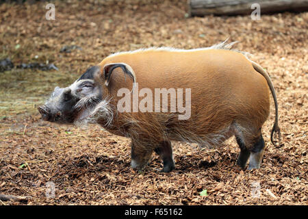 Red River Hog (Potamochoerus porcus). Male in Landau Zoo, Germany.... Stock Photo