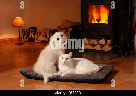 Domestic cat. Maltese and white cat in front of a fireplace. Spain Stock Photo
