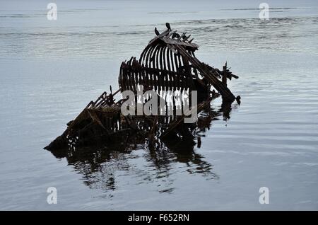 beautiful big black cormorant birds sitting on a old wooden ship wreck in cold fjord Stock Photo