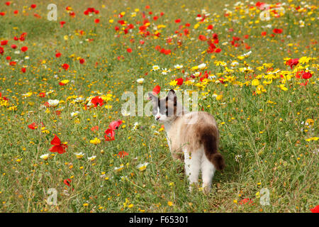 Domestic cat. Adult with a point coloration standing in a flowering meadow. Spain Stock Photo