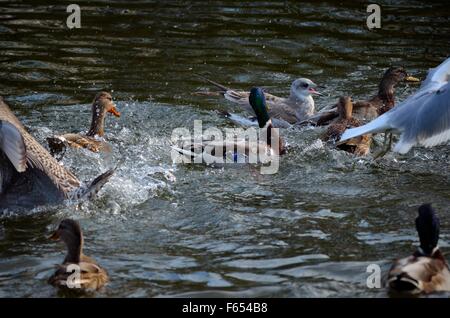 mallard ducks and seagulls fighting over food in pond Stock Photo