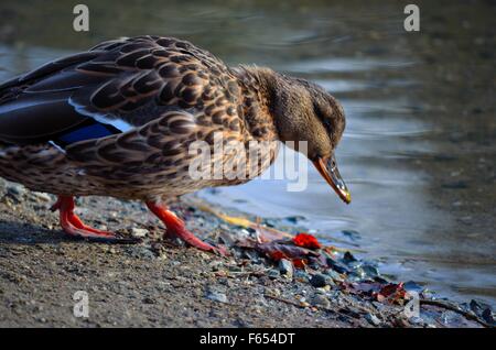 male mallard duck wandering on sandy pond shore towards water edge looking for food Stock Photo