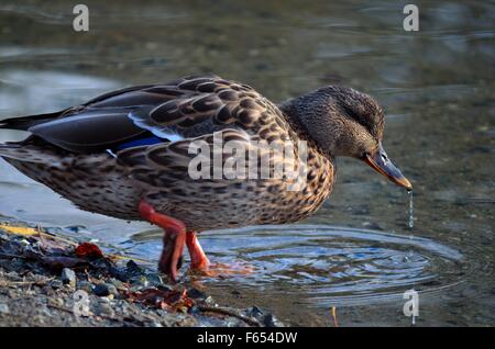 male mallard duck wandering on sandy pond shore towards water edge looking for food Stock Photo