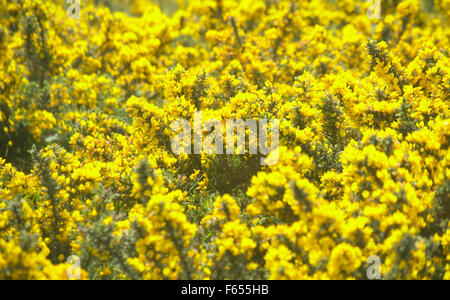 bright yellow flowers gorse furze bush countryside british Stock Photo