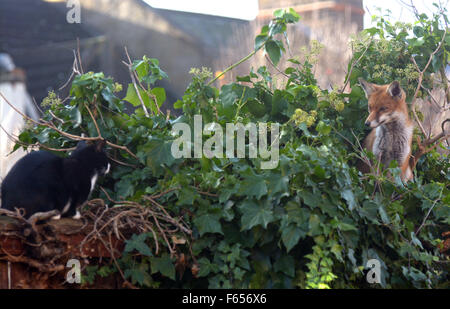 London, UK. 12th November 2015. A young urban fox meets a black and white cat on the top of a garden fence. Credit:  mainpicture/Alamy Live News Stock Photo