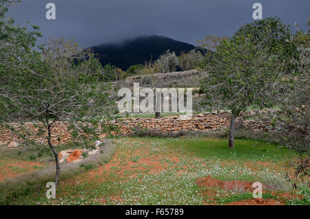 almond trees in orchard near Santa Agnes de Corona, Ibiza Spain Stock Photo