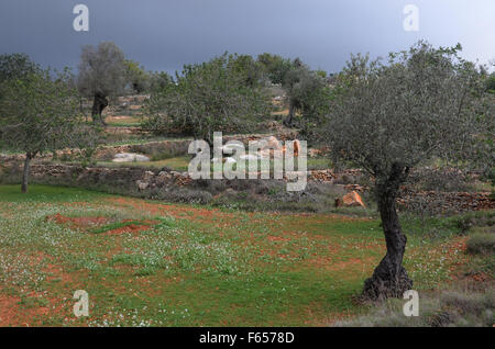 olive and almond trees in orchard near Santa Agnes de Corona, Ibiza Spain Stock Photo