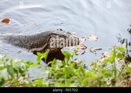 an goanna is swimming in the water from the park of Bangkok Stock Photo