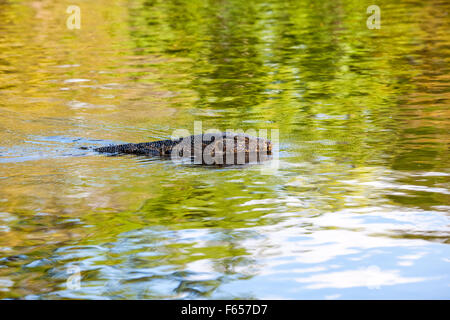 an goanna is swimming in the water from the park of Bangkok Stock Photo