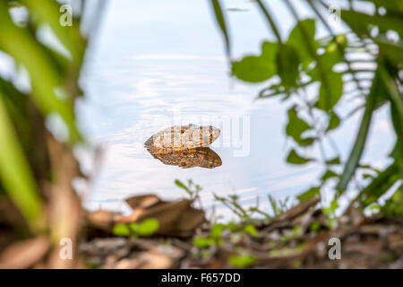 an goanna is swimming in the water from the park of Bangkok Stock Photo