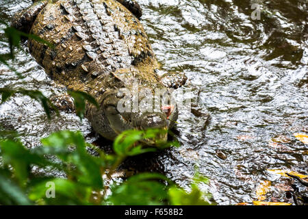 Isolated Crocodile Silhouette Stock Vector Art