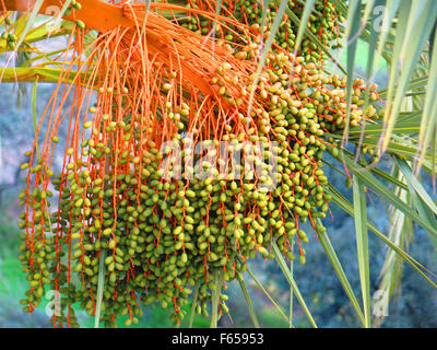 Phoenix dactylifera also known as date palm showing ripe edible sweet fruit. Stock Photo