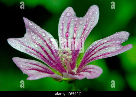 violet flower malva alcea moschata sylvestris lavatea arborea  punctata  thuringiaca  malvacee trimestris Stock Photo