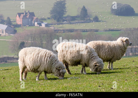 Three Poll Dorset sheep grazing on farm on Haye's Down in South Downs National Park. West Dean, Chichester, West Sussex, England, UK, Stock Photo