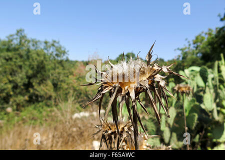 Dry milk thistle in summer Photographed in Israel in July Stock Photo