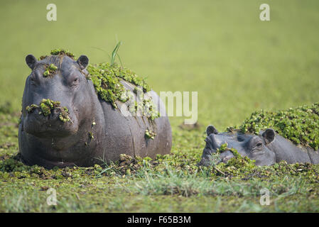 Hippos covered with duckweed in Dombo hippo pool Moremi NP, Botswana Stock Photo