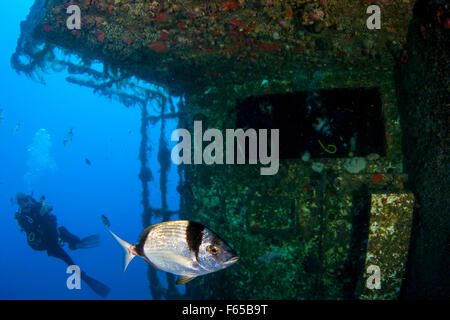 Diver at the MS Zenobia shipwreck. MS Zenobia was a Swedish built Challenger-class RO-RO ferry launched in 1979 that capsized an Stock Photo