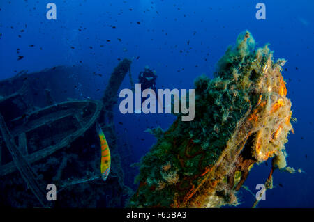 Diver at the MS Zenobia shipwreck. MS Zenobia was a Swedish built Challenger-class RO-RO ferry launched in 1979 that capsized an Stock Photo