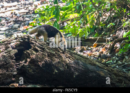 Ant-eater searching for food