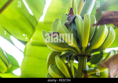 Boa constrictor inside banana plant Stock Photo